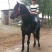 肉马100~200kg
