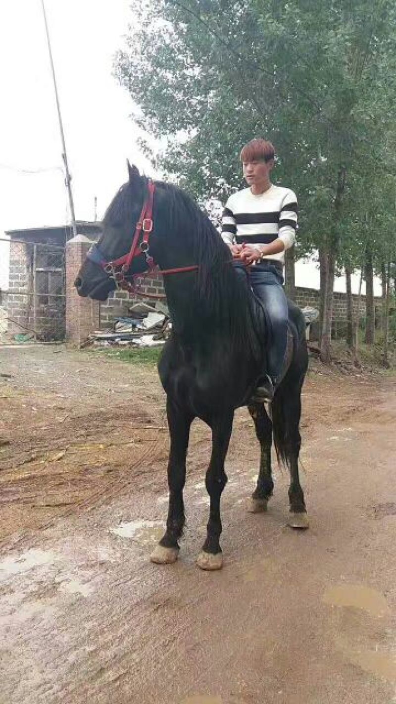 肉马100~200kg