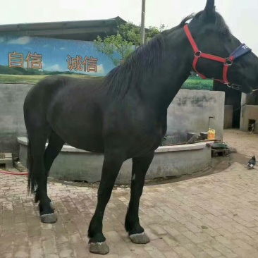 肉马100~200kg