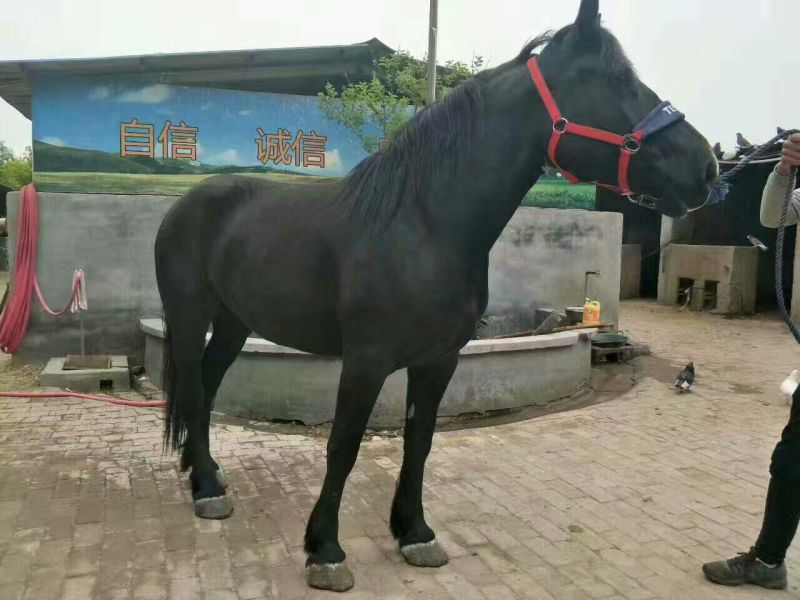 肉马100~200kg