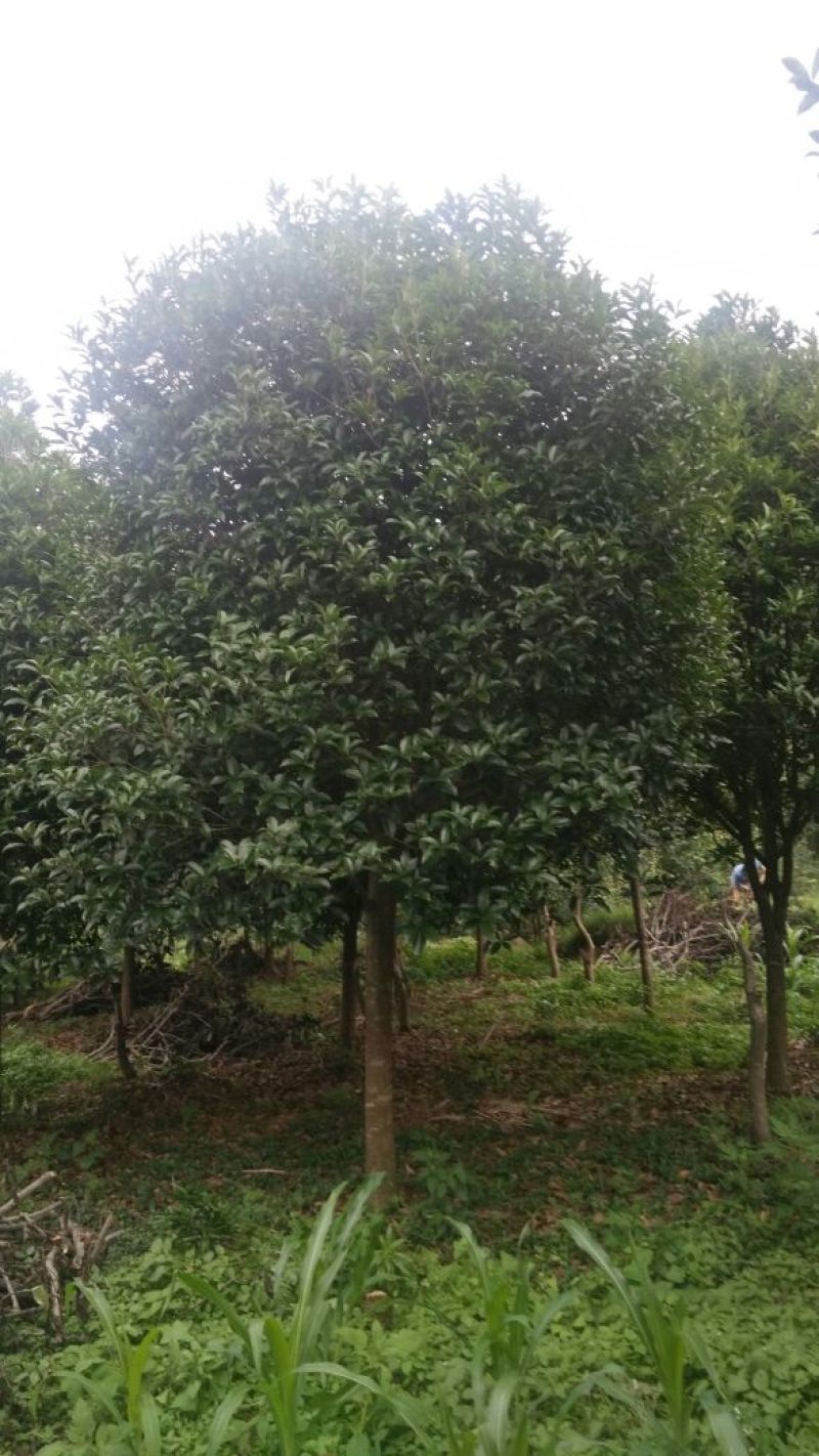 桂花树12~14cm4米以上2~3米