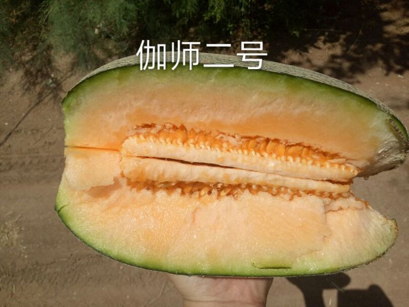 伽师瓜7斤以上长圆形