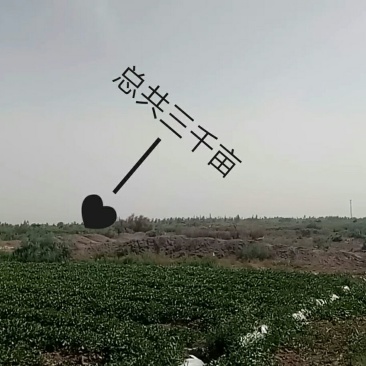 伽师瓜7斤以上长圆形
