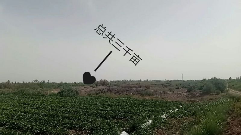 伽师瓜7斤以上长圆形