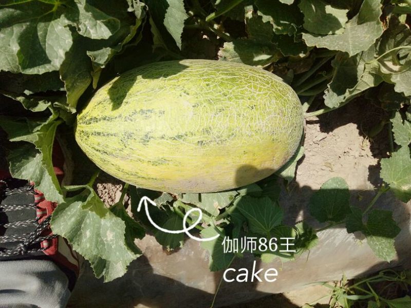伽师瓜7斤以上长圆形