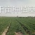 伽师瓜7斤以上长圆形
