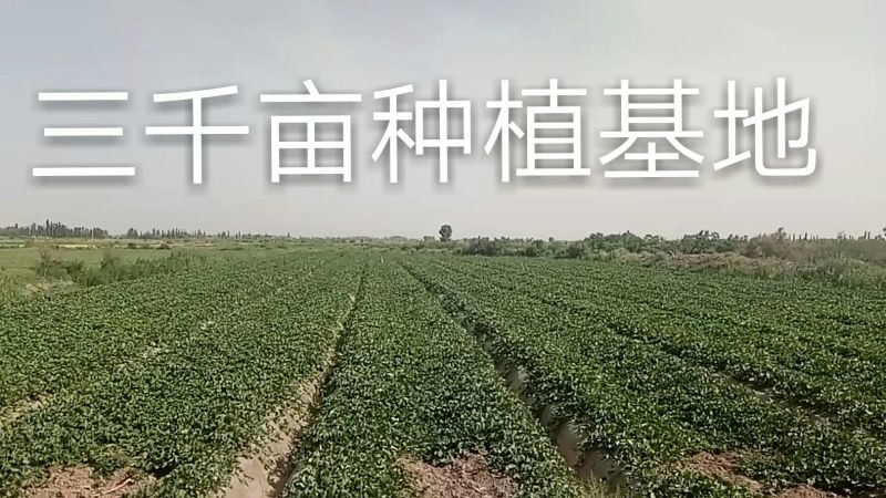 伽师瓜7斤以上长圆形