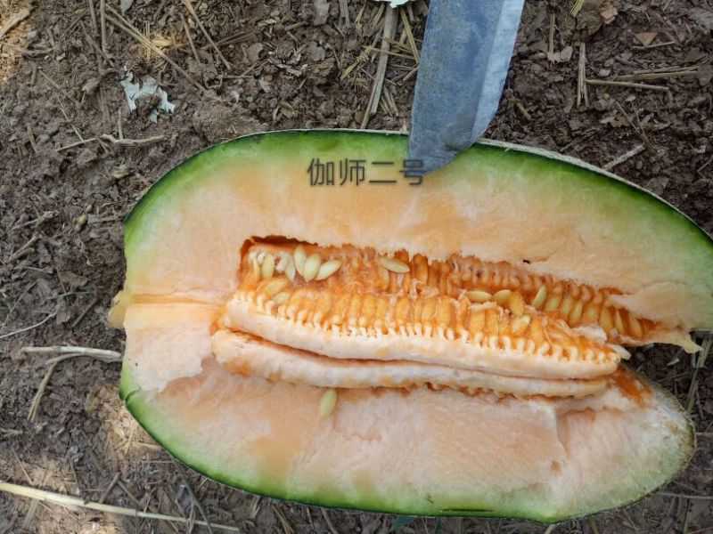 伽师瓜7斤以上长圆形