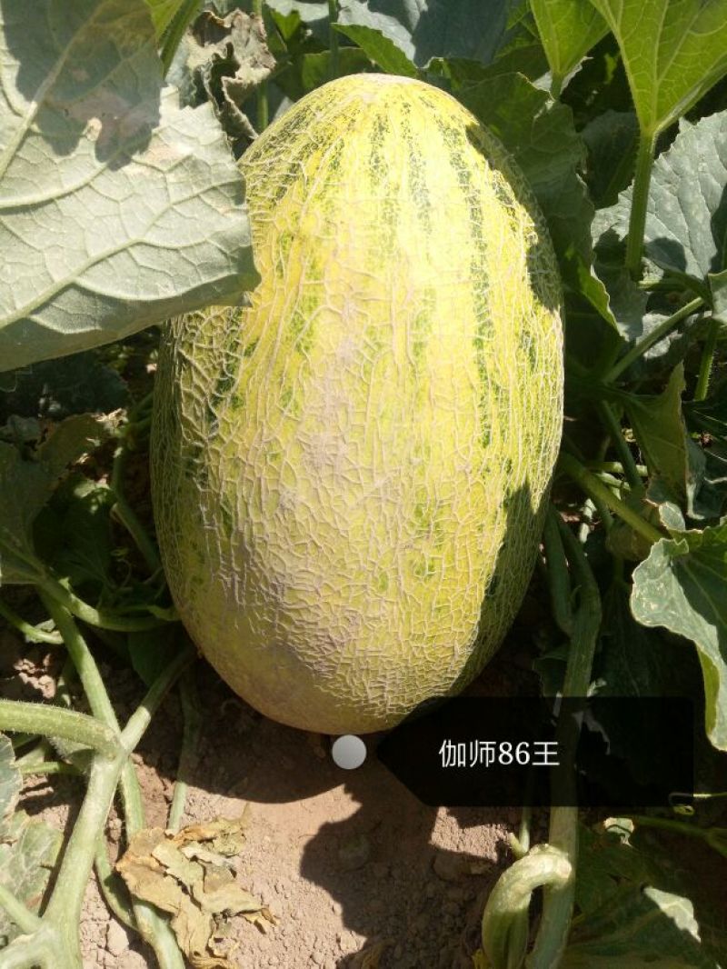 伽师瓜7斤以上长圆形