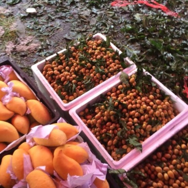 黄皮果