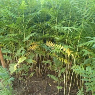 珍珠梅2cm以下4cm以下0.5~1米