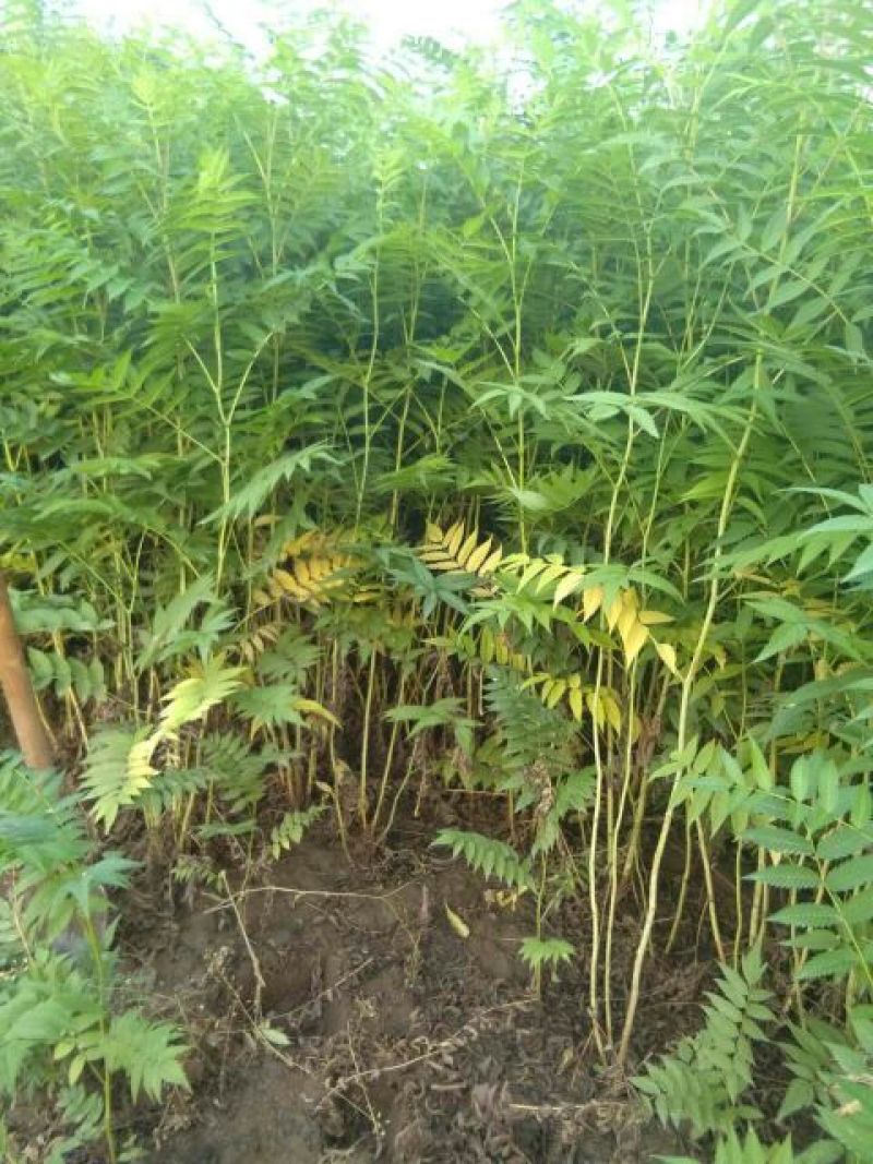 珍珠梅2cm以下4cm以下0.5~1米