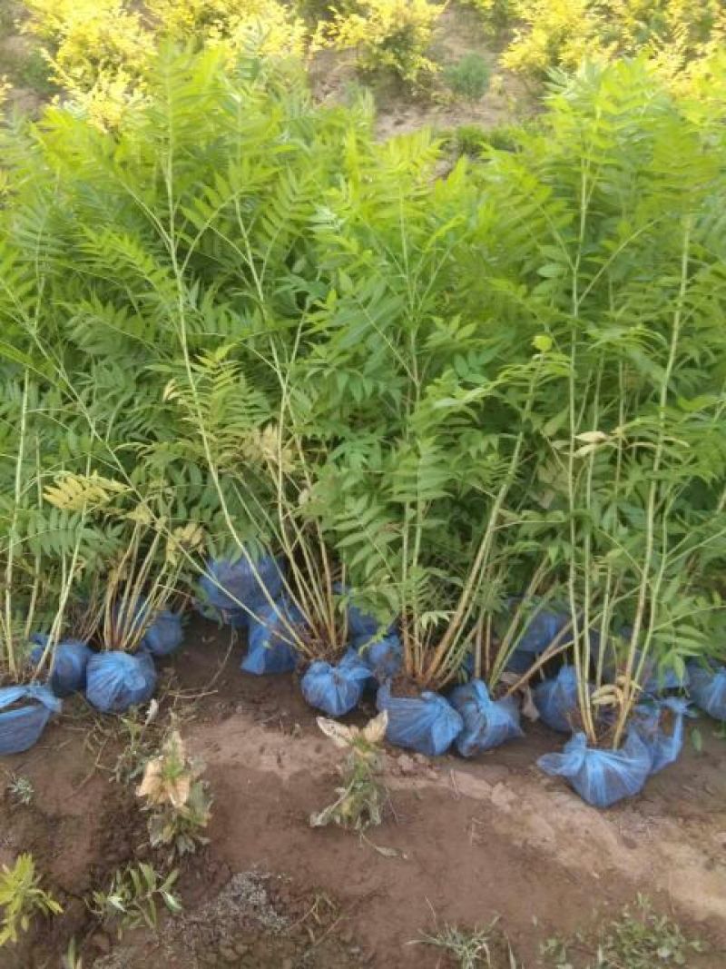 珍珠梅2cm以下4cm以下0.5~1米