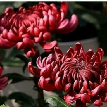 菊花苗