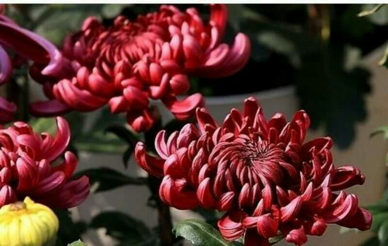 菊花苗