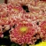 菊花苗