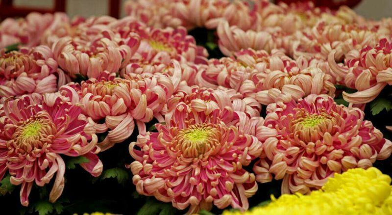 菊花苗