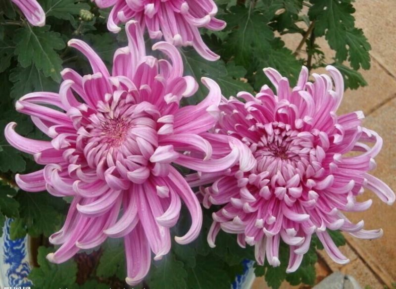 菊花苗