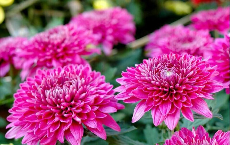 菊花苗