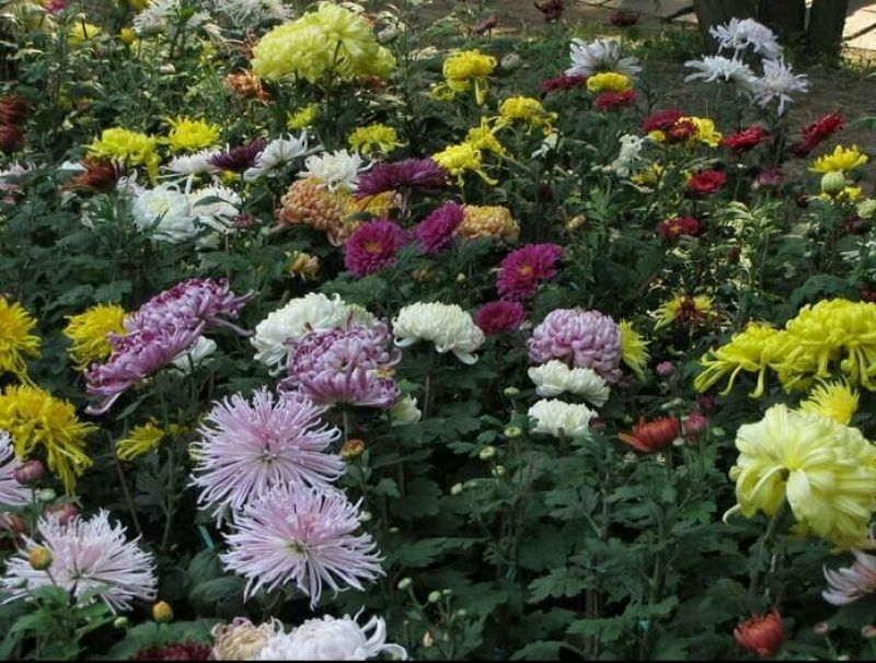 菊花苗