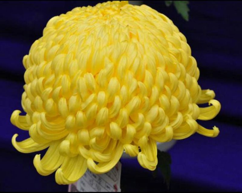 菊花苗