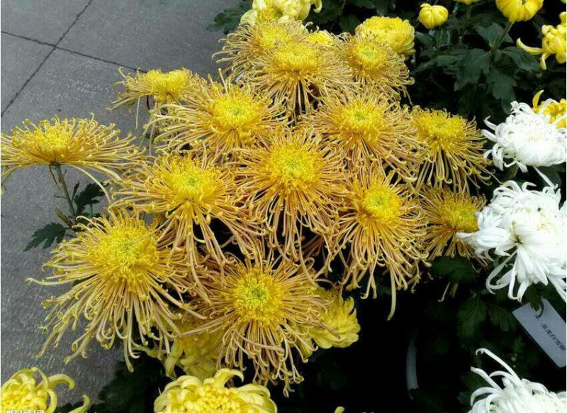 菊花苗