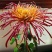 菊花苗