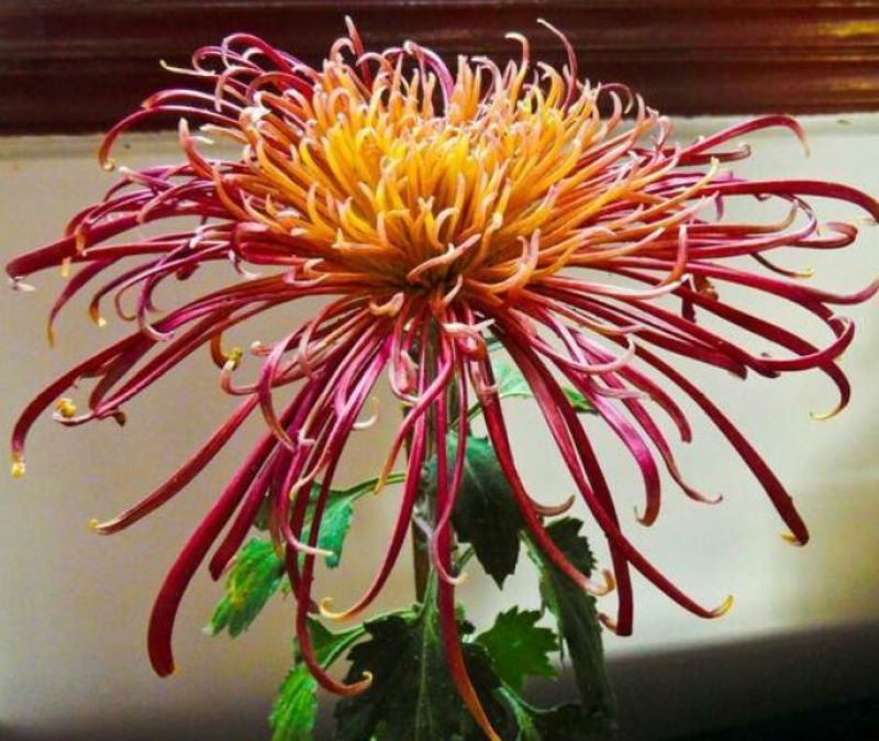 菊花苗