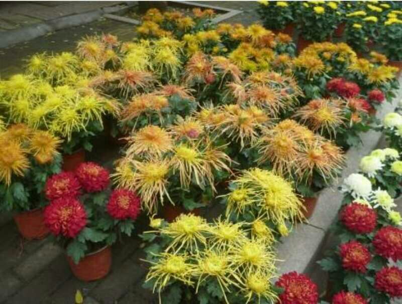 菊花苗
