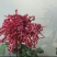 菊花苗