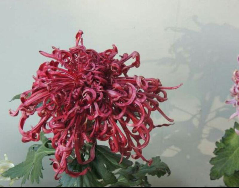 菊花苗