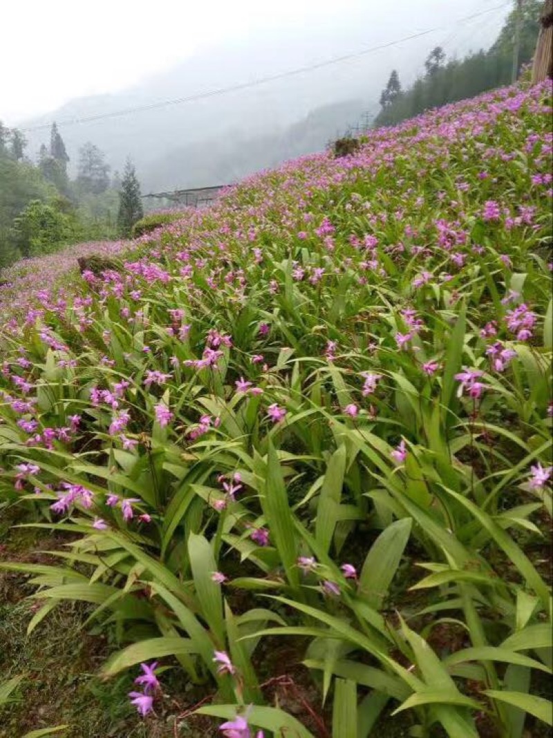 鲜白芨