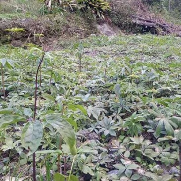 鲜白芨