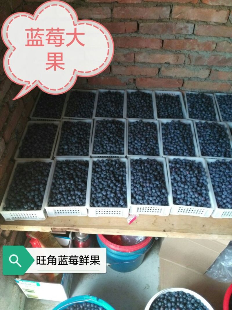蓝莓鲜果10~12mm以上