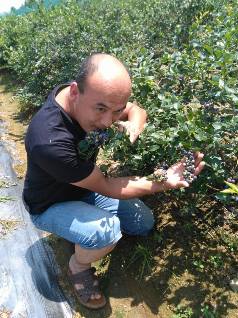 蓝莓鲜果10~12mm以上