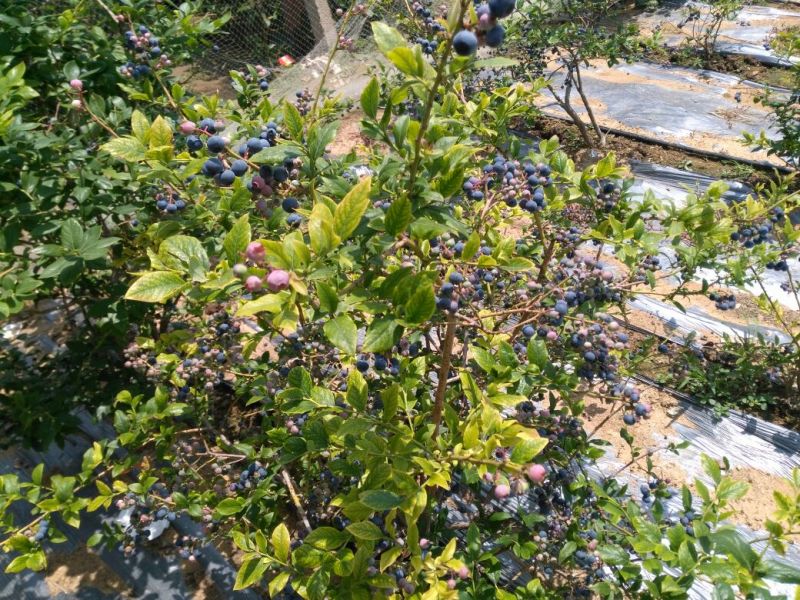 蓝莓鲜果10~12mm以上