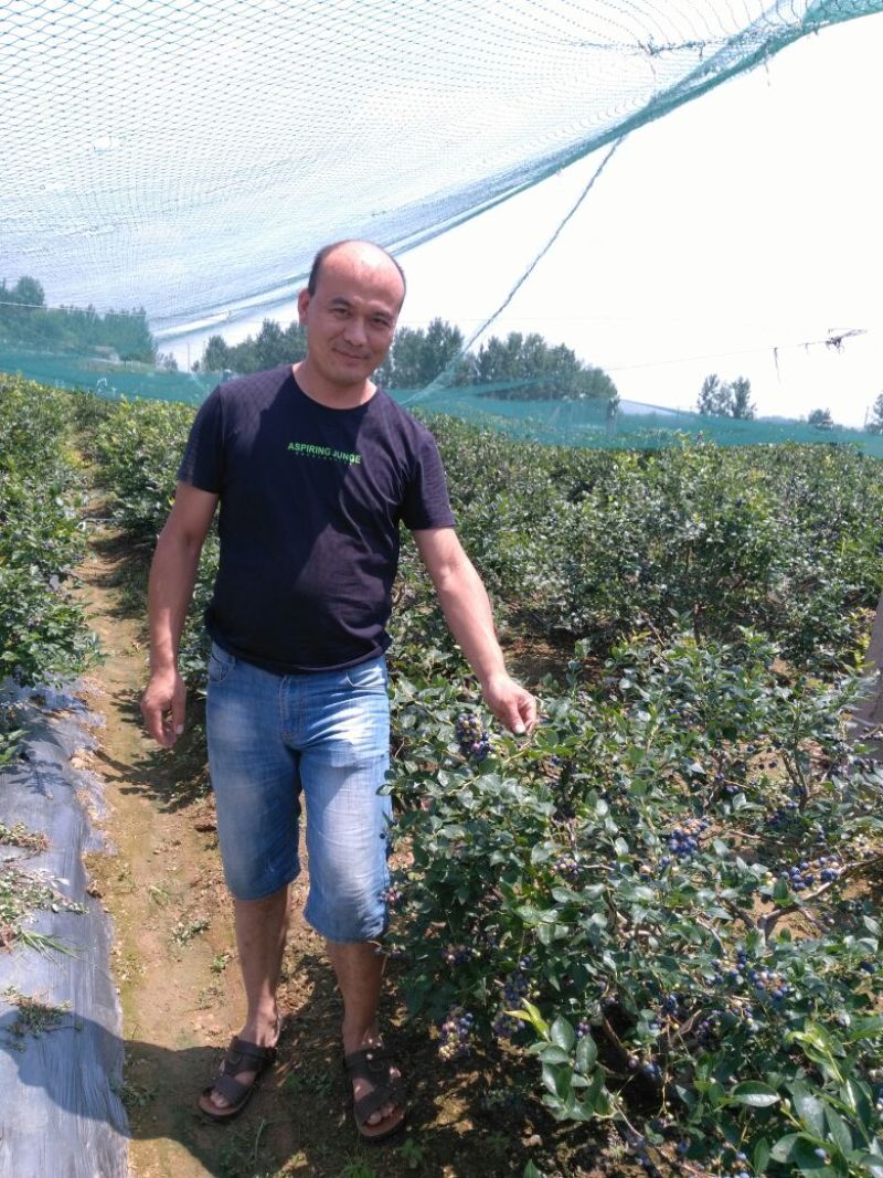 蓝莓鲜果10~12mm以上