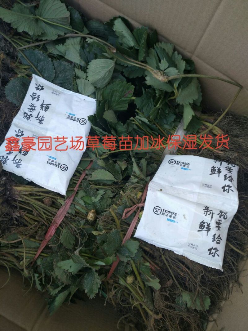 达赛莱克特草莓苗10~20cm