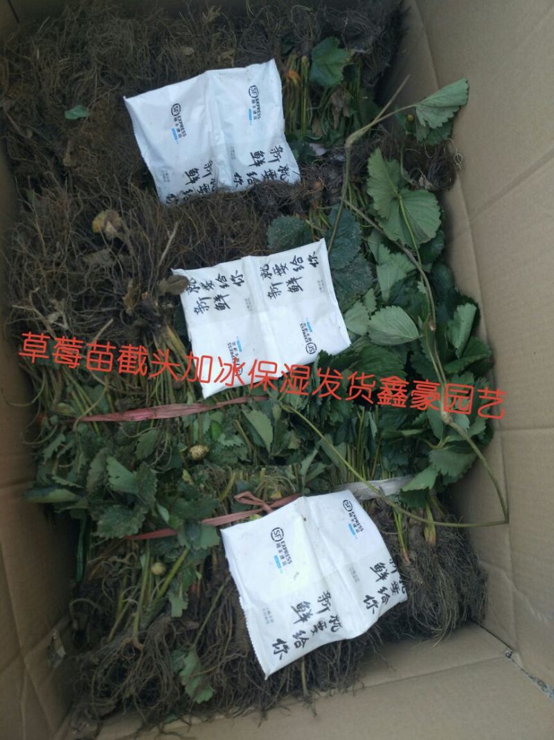 达赛莱克特草莓苗10~20cm
