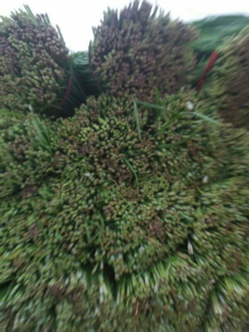 大棚韭菜大量上市。。。。。。。。。。。，，，，