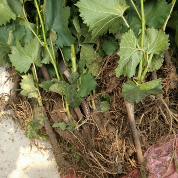 巨峰葡萄苗1年30~50cm