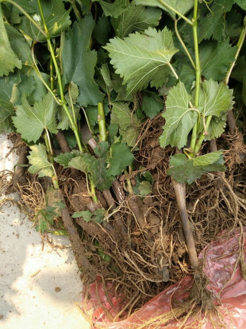 巨峰葡萄苗1年30~50cm