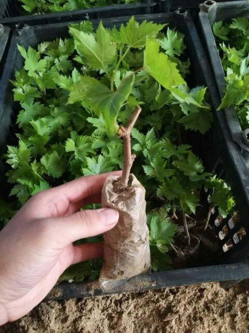 巨峰葡萄苗1年30~50cm