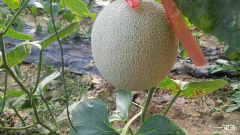 网纹瓜