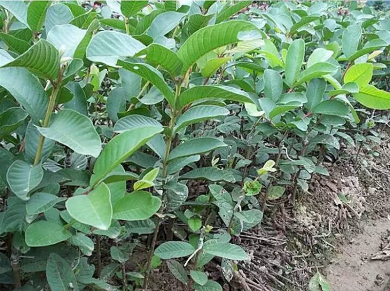 西瓜番石榴苗30~50cm