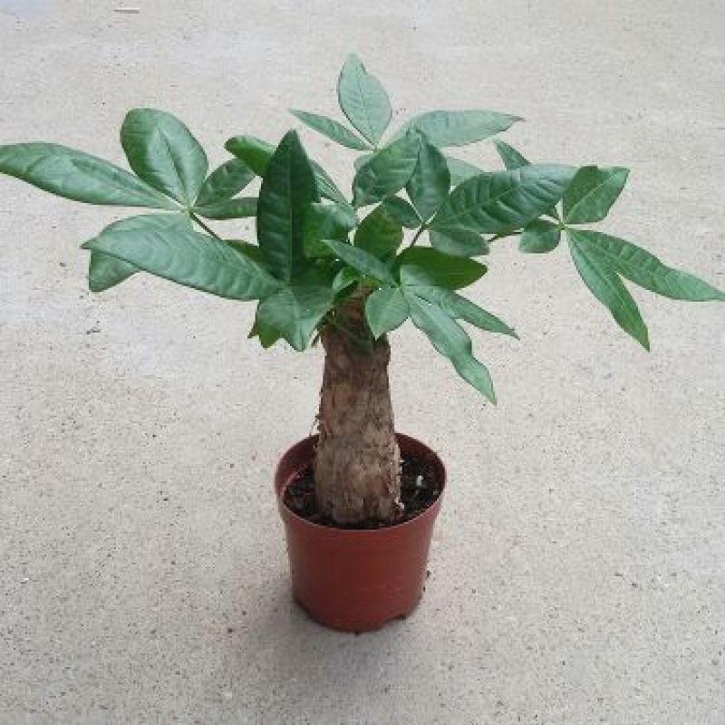发财树带盆栽好