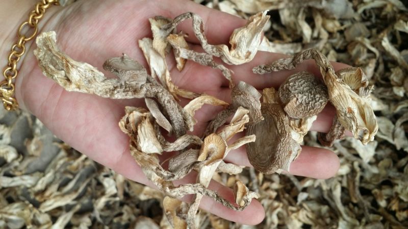 鹿茸菇干货鹿茸菌食用菌类煲汤干锅都不错