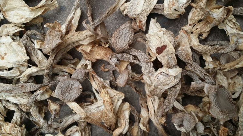 鹿茸菇干货鹿茸菌食用菌类煲汤干锅都不错