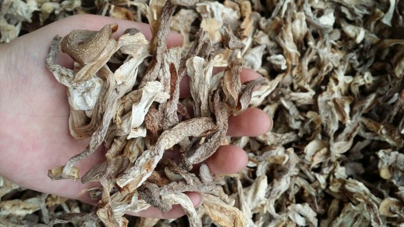 鹿茸菇干货鹿茸菌食用菌类煲汤干锅都不错