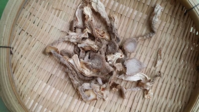 鹿茸菇干货鹿茸菌食用菌类煲汤干锅都不错
